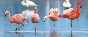Flamingos werden oft durch Eingriffe an der Flucht gehindert.