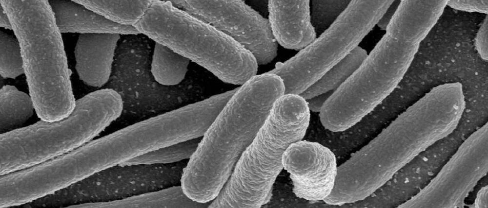 Im menschlichen Darmbakterium Escherichia coli stießen Forscher schon Ende der 1980er Jahre auf einen natürlichen Prozess, der es ihnen heute erlaubt, jedes Erbgut zu verändern, ohne Spuren zu hinterlassen.