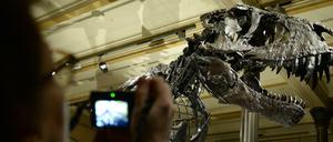 Das  Naturkundemuseum mit seinen Dinosaurierknochen wird zentraler Anlaufpunkt der Berlin Science Week.