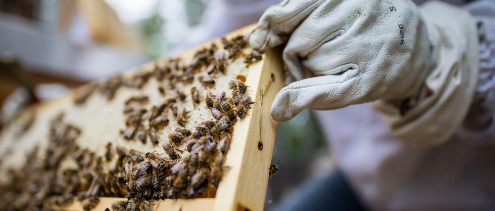 Bienen und andere Bestäuber spielen eine wichtige Rolle in den globalen Nahrungsmittel-Lieferketten.