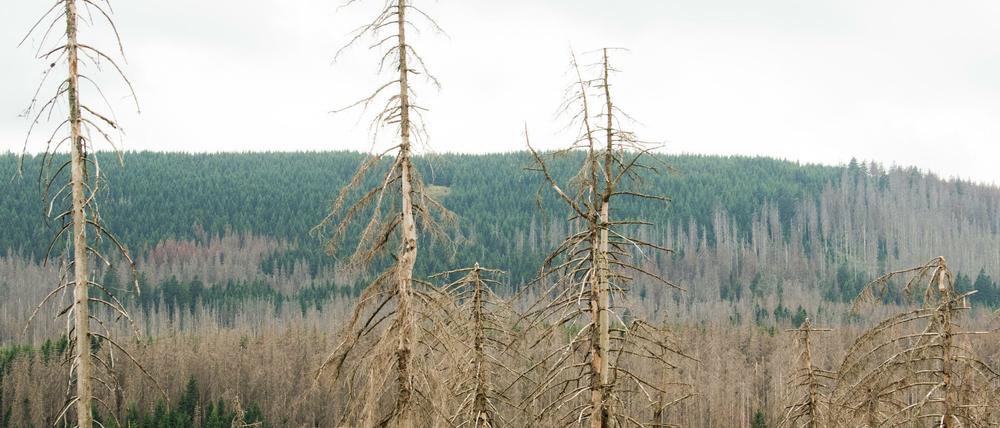 Im Nationalpark Harz ist der Wald aufgrund von Borkenkäferbefall großräumig massiv beschädigt.