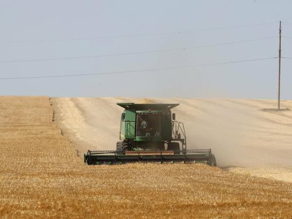 Noch ist unklar, wie der Weizen, der derzeit in der Ukraine geerntet wird, exportiert werden kann. 