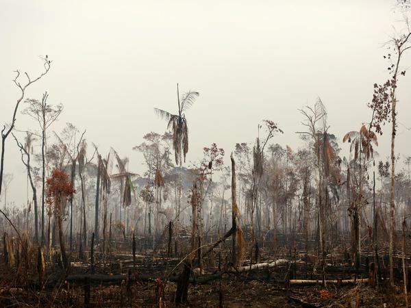 Nach dem Feuer: Ein Waldstück im Amazonas, fotografiert am 24. August.