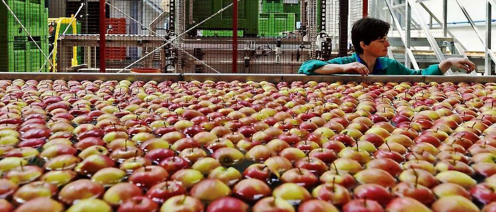 Polen ist der weltweit größte Exporteur von Äpfeln. Sortieranlage in Kawczyn