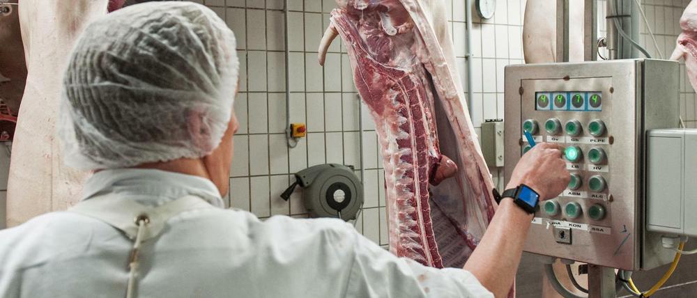Schweinehälften passieren ein Kontrollterminal in einem Schlachthof in Ostfriesland