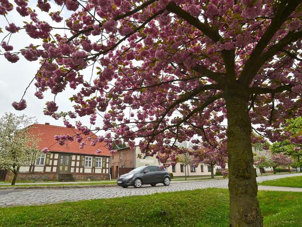 Ohne Auto ist das Leben auf dem Land in Brandenburg schwer vorstellbar. Blühende Zierkirschen vor einem alten Fachwerkhaus im Oderbruch. 