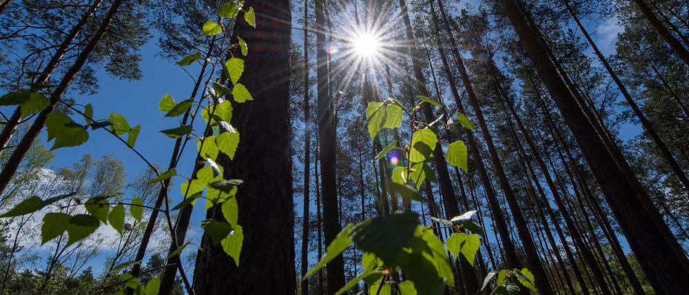 Die Mittagssonne scheint auf die Blätter eines Jungbaumes in einem Wald bei Eberswalde.