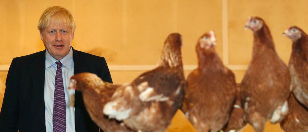 Viel Zeit mit Hühnern: Der britische Premier Boris Johnson auf seiner Tour 