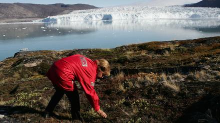 Im Sommer 2007 informierte sich "Klimakanzlerin" Angela Merkel (CDU) in Grönland zur Klimaerwärmung und sammelte dort Blaubeeren.