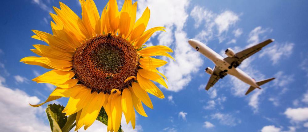 Ein Flugzeug der Lufthansa fliegt am Stuttgarter Flughafen über Sonnenblumen hinweg.