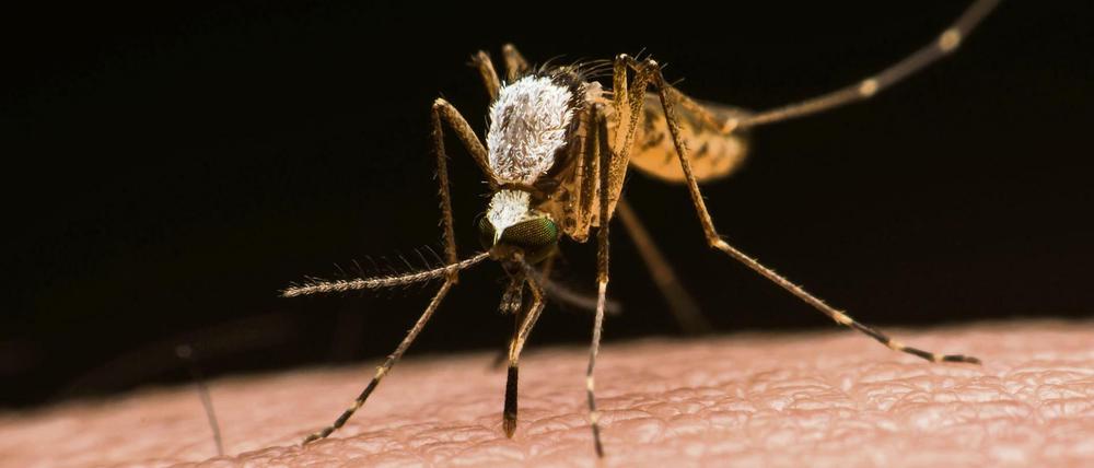 Klein und gemein. Von den etwa 100 Anopheles-Arten übertragen rund 40 Arten Malaria-Erreger. 
