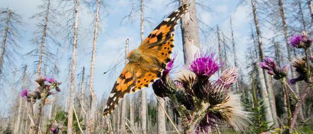 Ein Schmetterling sitzt in einem zerstörten Fichtenwald. 