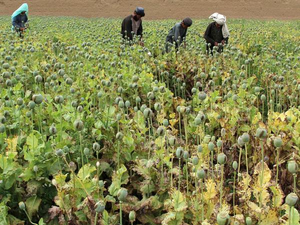 Afghanische Bauern bei der Ernte des Mohns, aus dem Heroin produziert wird.