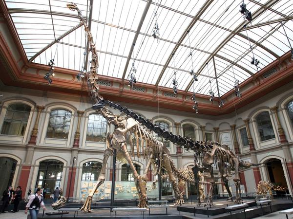 Der ausgestorbene Dinosaurier Brachiosaurus ist viel leichter gewesen als bisher angenommen. Statt den prognostizierten 50 Tonnen für ein Exemplar im Museum für Naturkunde in Berlin soll der gewaltige Pflanzenfresser nur 23 Tonne auf die Waage gebracht haben. 