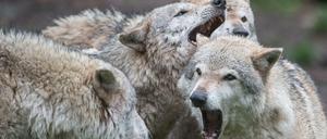 Laut einer Meldung des Bundesamtes für Naturschutz vom November 2018 ist in Deutschland aktuell die Existenz von 73 Wolfsrudeln bekannt.