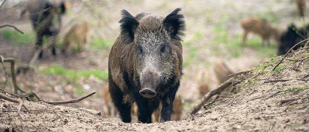 Gefährlich und gefährdet. In Berlin lebt ein Wildschwein nur ein oder zwei Jahre, ehe es umgefahren oder erschossen wird. 