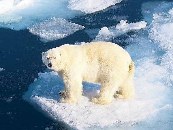 Ihm schmilzt der Lebensraum weg. Der Eisbär ist zum Symbol für den Klimawandel geworden, weil die Erwärmung ihn schon heute trifft. 