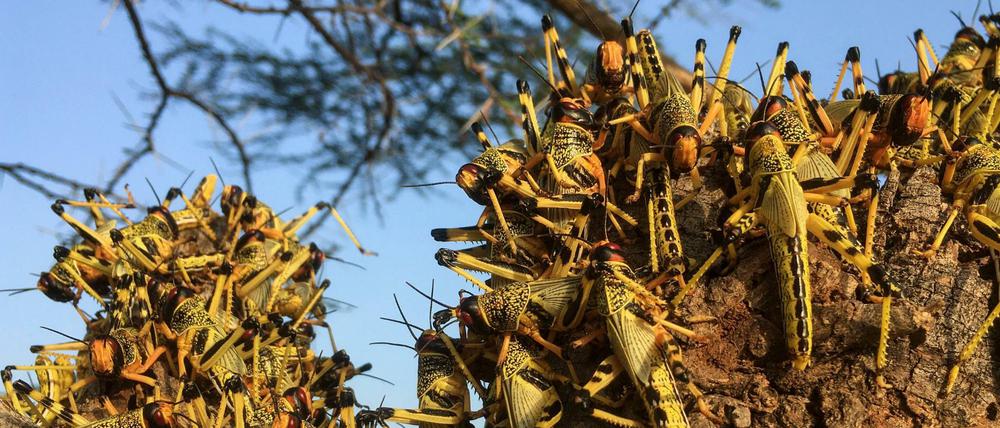 Heuschrecken ruhen auf einem Baum in Lodwar, Kenia.