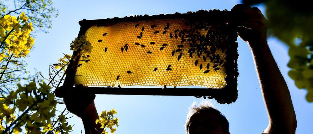 Ein Imker zeigt eine Bienenwabe an einem blühenden Rapsfeld. 
