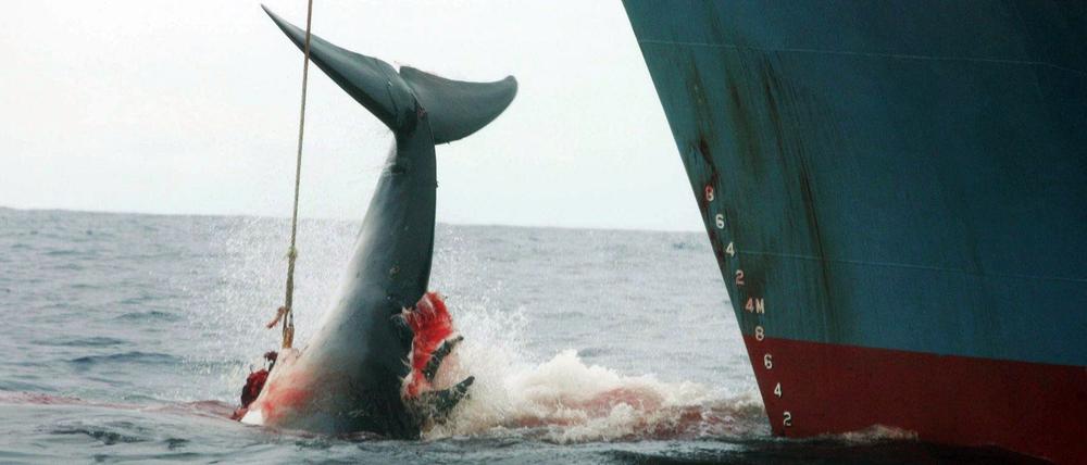 Japan auf Walfang.