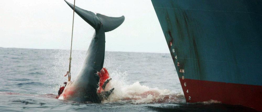 Ein harpunierter Wal wird an Bord des japanischen Walfangschiffes "Yushin Maru" gezogen. Japan jagt Wale nur zu wissenschaftlichen Zwecken - so jedenfalls die offizielle Darstellung. 