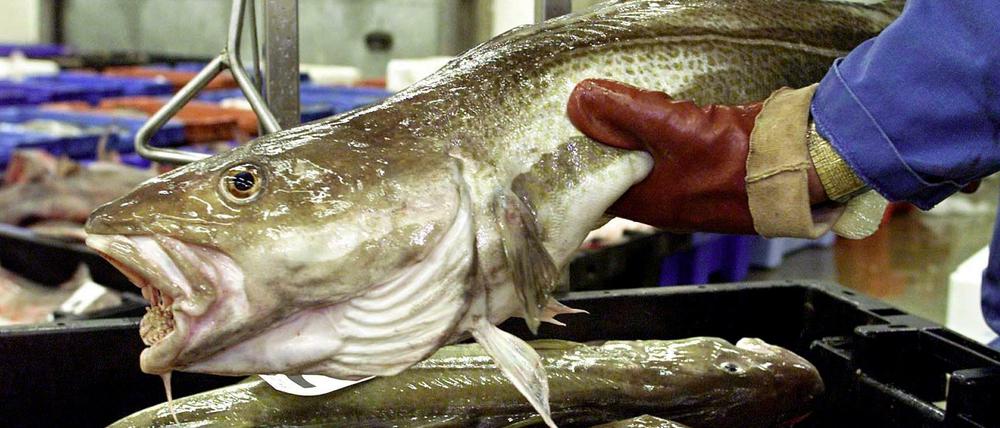 Ein Fischhändler wiegt auf dem Fischmarkt im britischen Lowestoft Kabeljau 