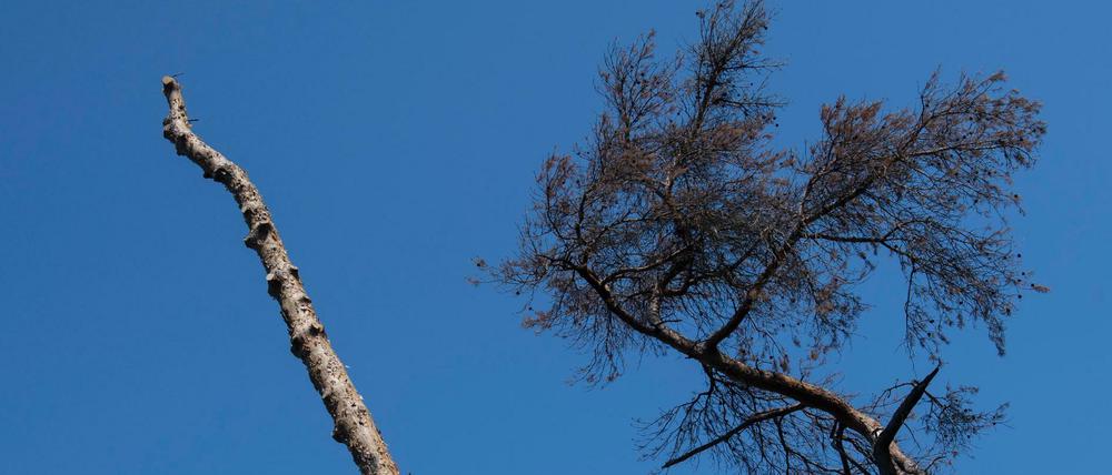 Ohne Äste ragt der Stamm eines abgestorbenen Nadelbaumes im Frankfurter Stadtwald in die Höhe.