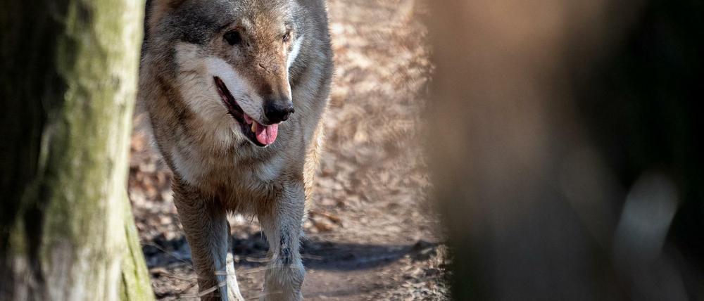 In der Wolfsanlage im Moritzburger Wildgehege sind die Wölfe noch sicher. 