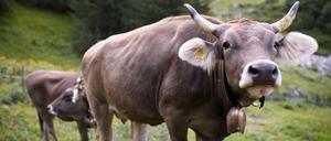 Brauchen glückliche Kühe Hörner? Die Schweizer sagen "Nein" und haben die Hornkuh-Initiative abgelehnt.