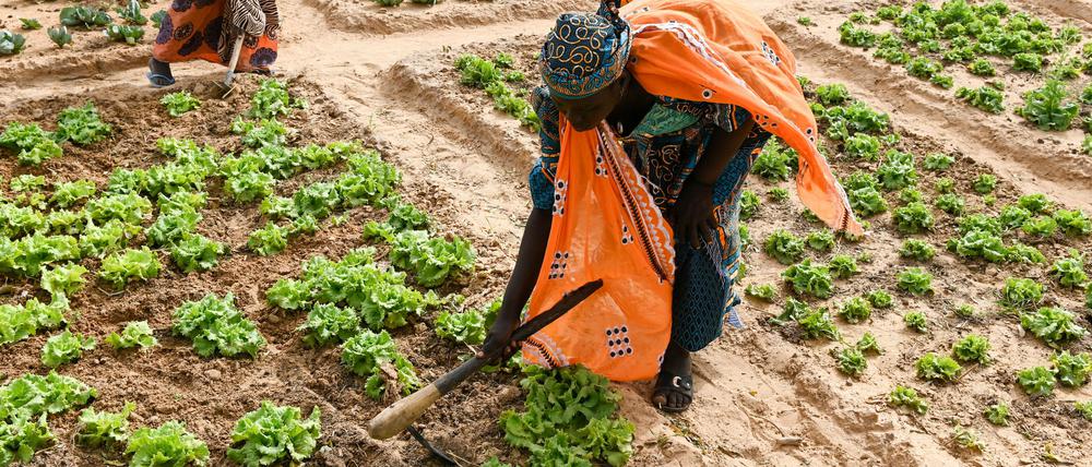 Gemüsegarten in Niger mit solarbetriebender Wasserpumpe