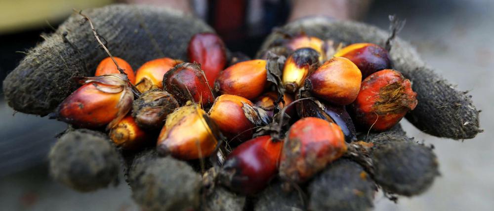 Eine Handvoll Palmölfrüchte in Indonesien. 
