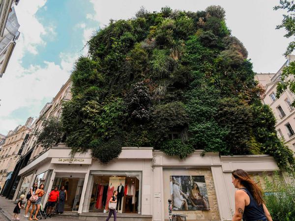 Paris bepflanzt Fassaden, gegen Hitze und Klimawandel.
