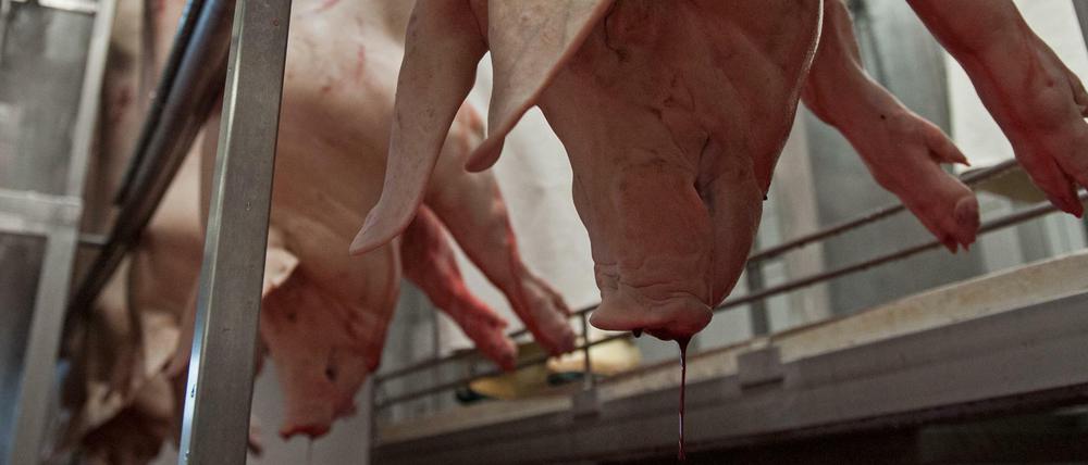 Ist es ethisch verantwortbar, die fleischverarbeitende Industrie zu unterstützen? Vor 30 Jahren hat kaum einer diese Frage gestellt.