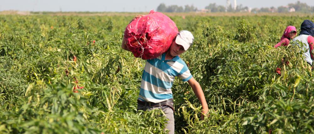 Ein 13-Jähriger Junge trägt einen Sack mit Erntegut im türkischen Şanlıurfa.