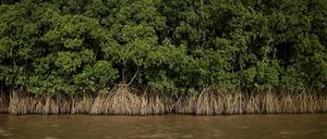 Deutschland will mehr Geld in die Erhaltung und den Wiederaufbau von Mangrovenwäldern investieren. 