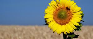 Im ukrainischen Kramatorsk steht die Ernte von Getreide und Sonnenblumensaaten bevor.