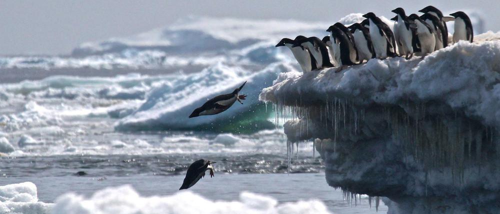 Im Weddell-Meer in der Antarktis gibt es zahlreiche schützenswerte Tierarten.