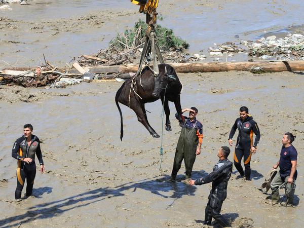 In der türkischen Provinz Kastamonu wird eine Kuh aus Überschwemmungen und Schlammlawinen gerettet - kurz nach der Entspannung in türkischen Waldbrandgebieten.