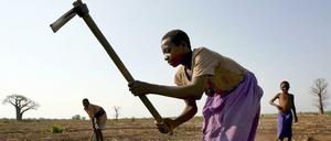 Bauern bearbeiten in vertrocknetes Feld in Malawi. 
