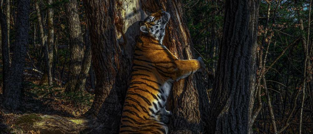 Ausgezeichnete Aufnahme: ein sibirisches Tigerweibchen umarmt einen Baum. 