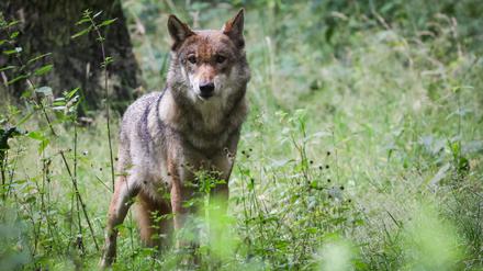 Ein ausgewachsener weiblicher Wolf steht in seinem Gehege im Tierpark Eekholt (Symbolbild).