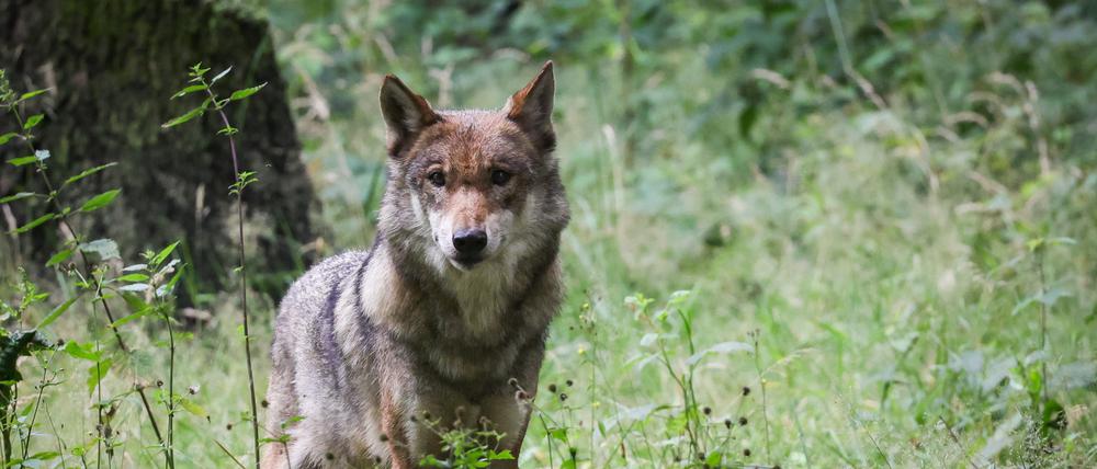 Ein ausgewachsener weiblicher Wolf steht in seinem Gehege im Tierpark Eekholt (Symbolbild).