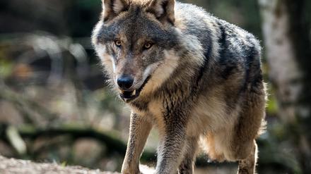 Etwa 120 bis 130 ausgewachsene Wölfe leben in Deutschland. Im vergangenen Jahr gingen Experten von 110 Tieren aus.