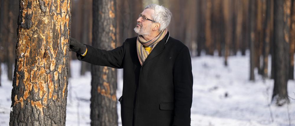 Axel Vogel (Bündnis 90/Die Grünen), Forstminister von Brandenburg, betrachtet bei einem vor Ort Termin durch einen Brand geschädigte Kiefern im Landeswald Seddin. 