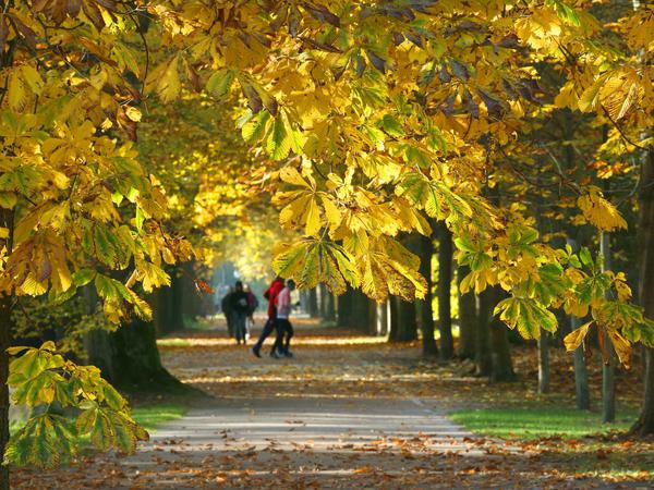 Gefühl von Freiheit. Im goldenen Herbst lädt die Natur zum Laufen ein.