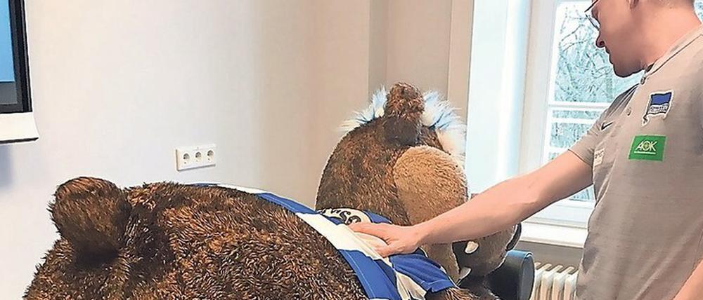 Massage fürs Maskottchen. Herthinho ist der erste Patient im HerthaMED. 