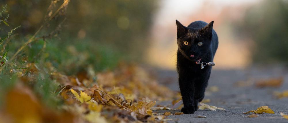 Manche glauben, auf die schwarze Katze folgt das Unglück.