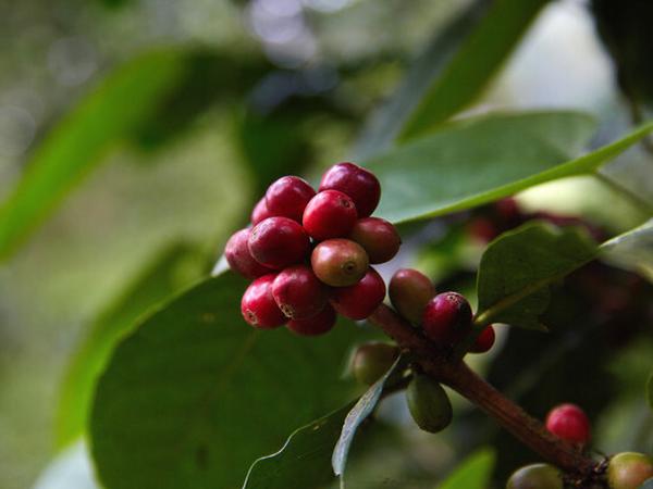 Kaffeepflanzen sind je nach Sorte unterschiedlich anspruchsvoll