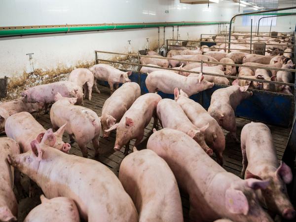Zwischen 25 und 28 Millionen Hausschweine werden in Deutschland gehalten, schätzt der Bauernverband. Ist ein Tier erkrankt, muss der gesamte Bestand getötet werden. 