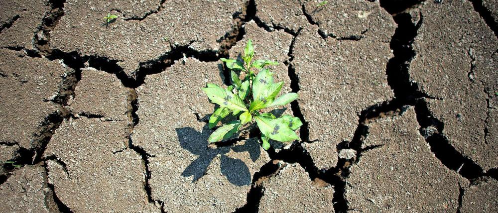 Eine Folge des Klimawandels ist zunehmende Dürre.
